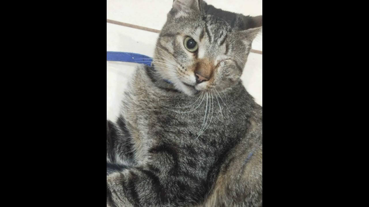 Gato Otto desapareceu no bairro Florais do Paraná