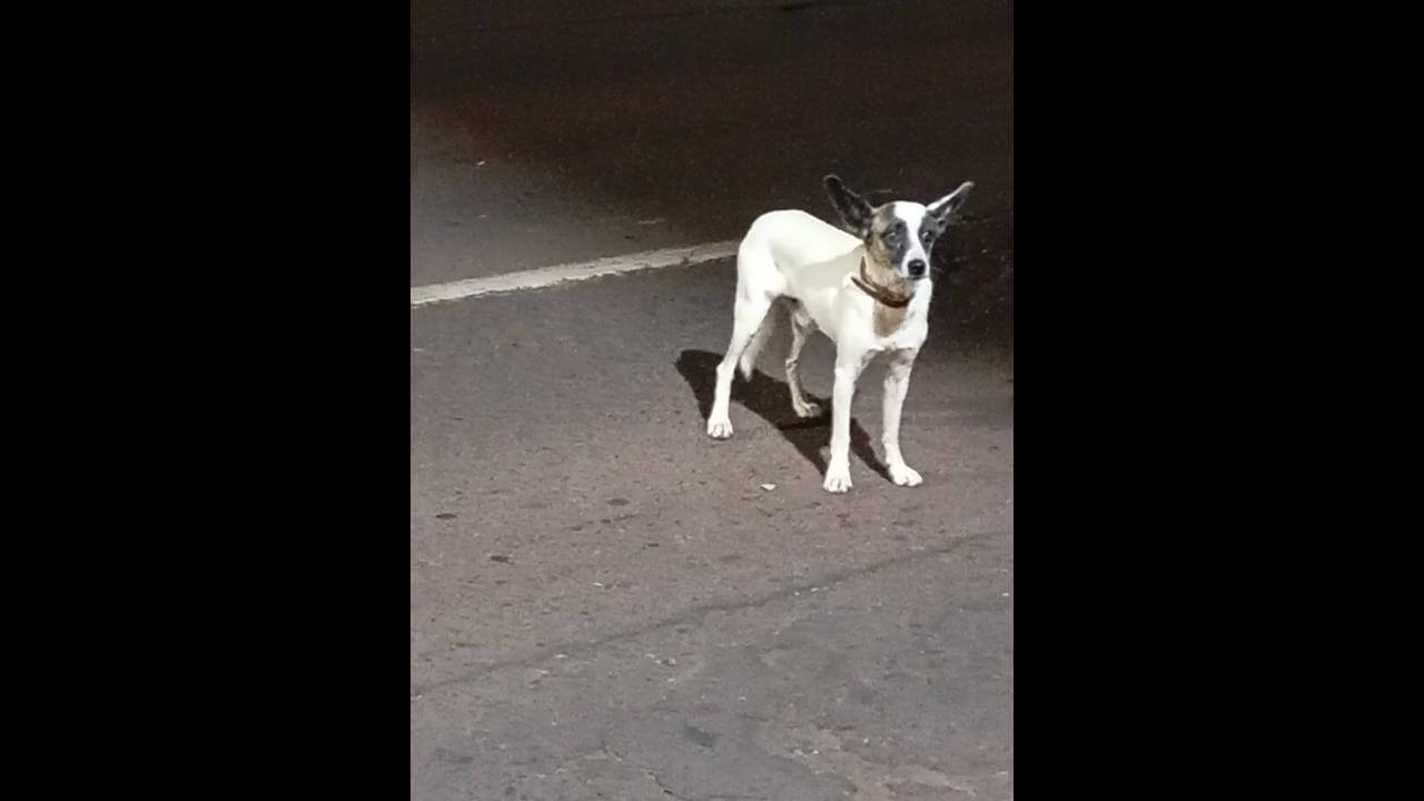 Cachorro é encontrado no bairro Centro