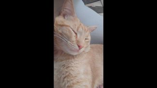 Imagem referente a Gato pequeno desapareceu no bairro Belmonte