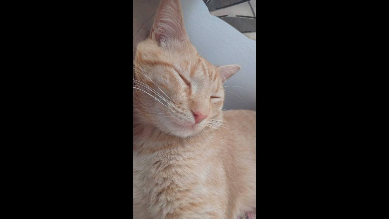 Gato pequeno desapareceu no bairro Belmonte