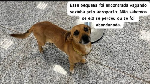 Cachorra é encontrada no bairro Santos Dumont Imagem referente a Cachorra é encontrada no bairro Santos Dumont