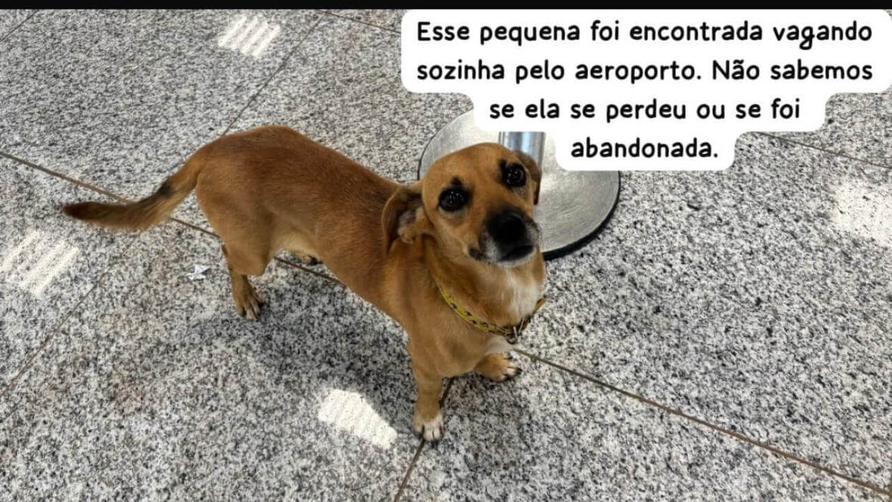 Cachorra é encontrada no bairro Santos Dumont