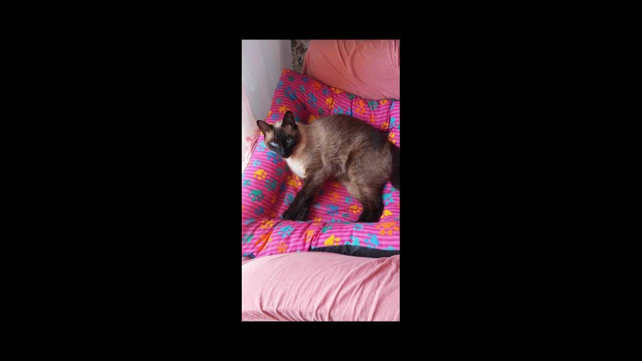 Gata Lua desapareceu no bairro Região do Lago