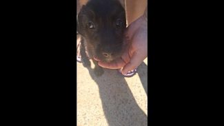 Imagem referente a Cachorra é encontrada no bairro Periolo