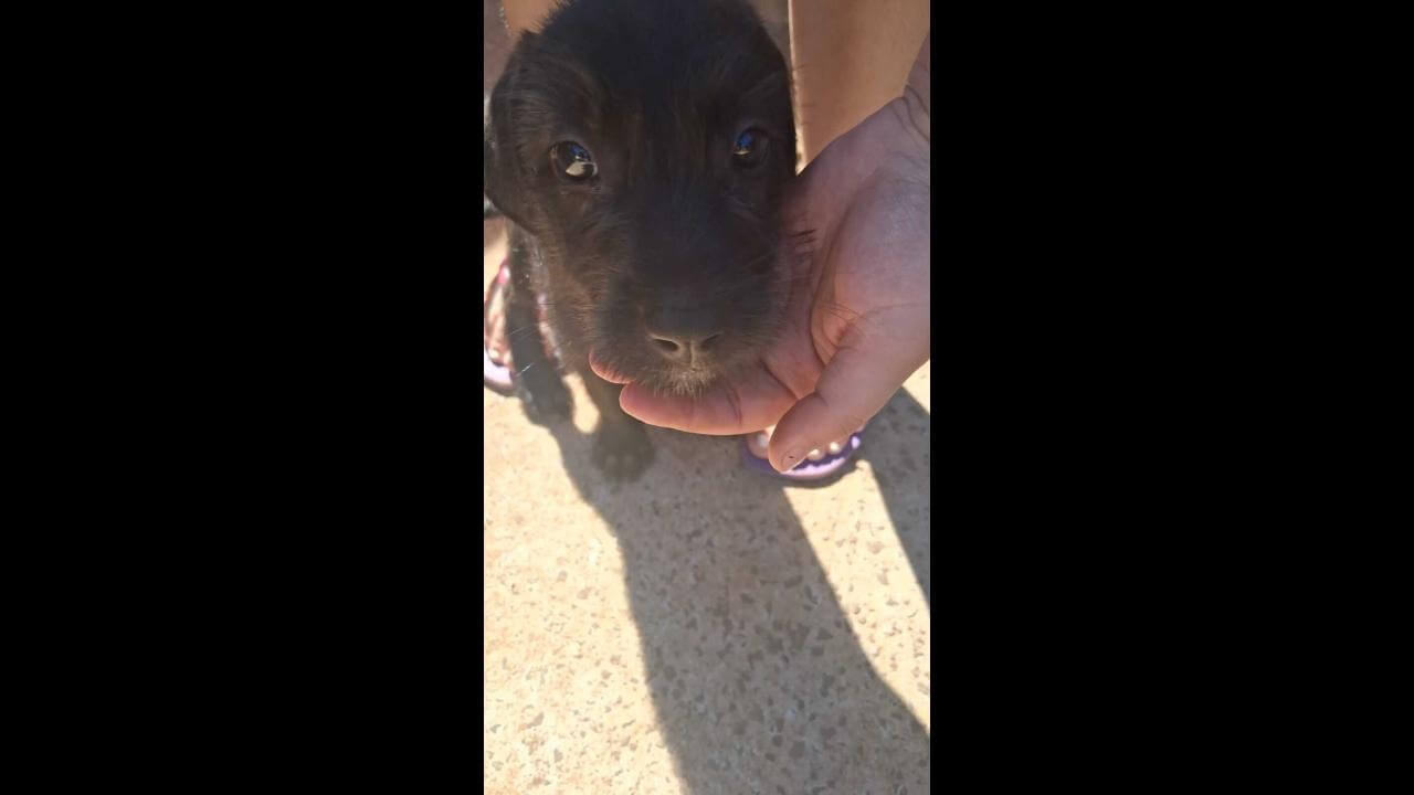 Cachorra é encontrada no bairro Periolo