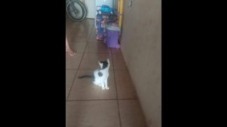 Imagem referente a Gato Miguel desapareceu no bairro Esmeralda