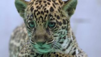 Onça-pintada nascida no BioParque Vale Amazônia ganha o nome de Xingu