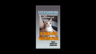 Imagem referente a Gata Sassi desapareceu no bairro Pioneiros Catarinenses