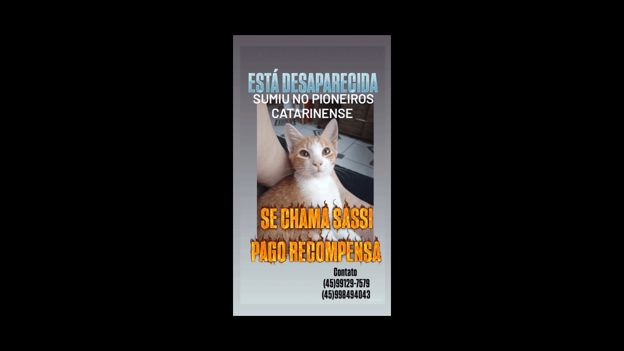 Gata Sassi desapareceu no bairro Pioneiros Catarinenses Gata Sassi desapareceu no bairro Pioneiros Catarinenses