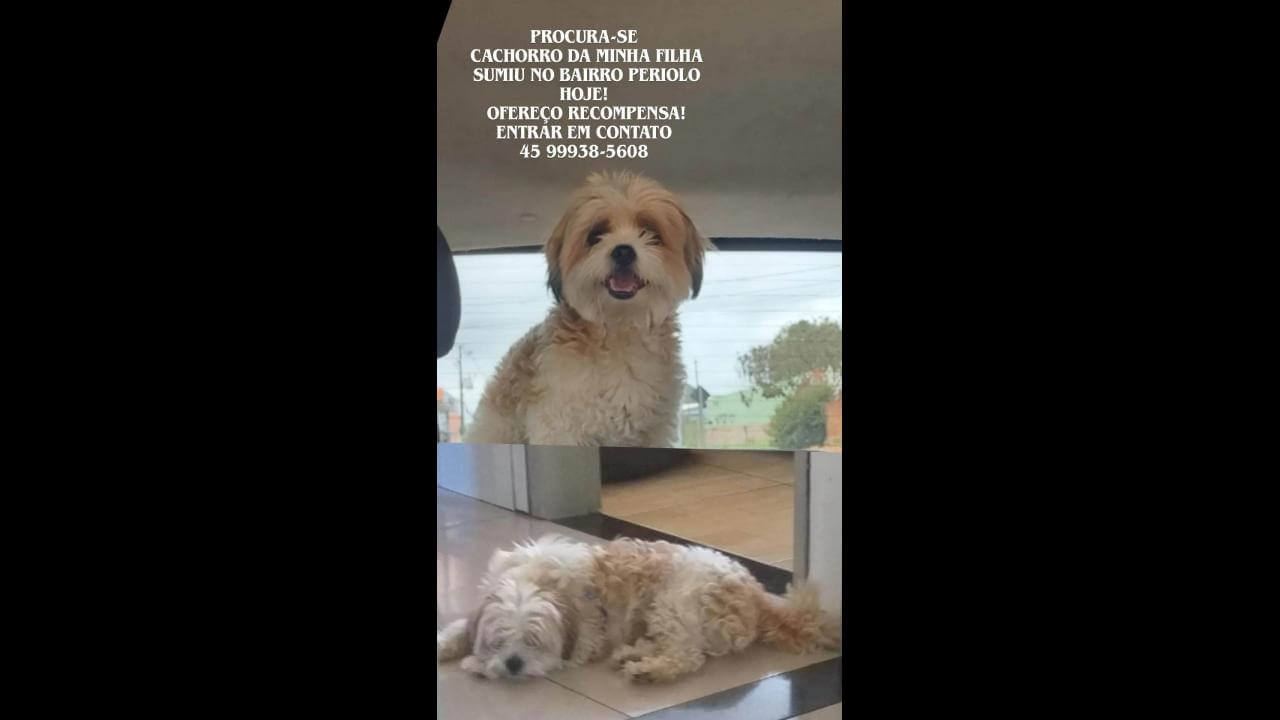 Cachorro Floquinho desapareceu no bairro Periolo Cachorro Floquinho desapareceu no bairro Periolo