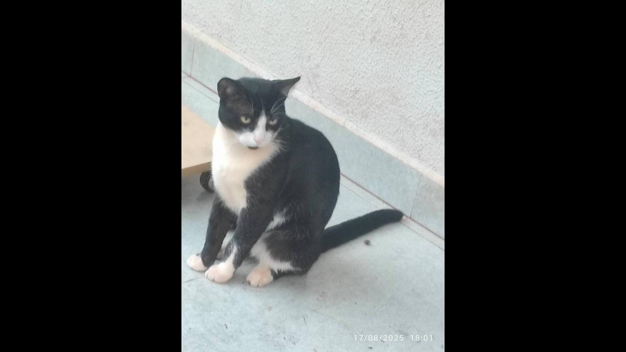 Gato Miminho desapareceu no bairro Neva