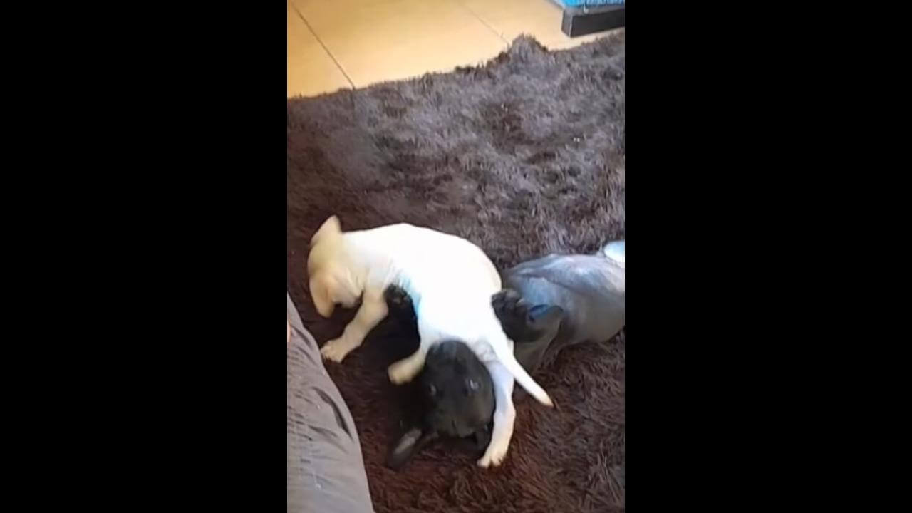 Cachorros Luk e Bad desapareceram no bairro Morumbi