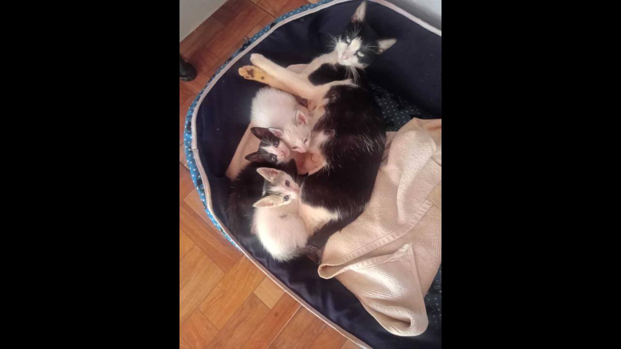 Gatas Kira e Hana desapareceram no bairro Santa Cruz