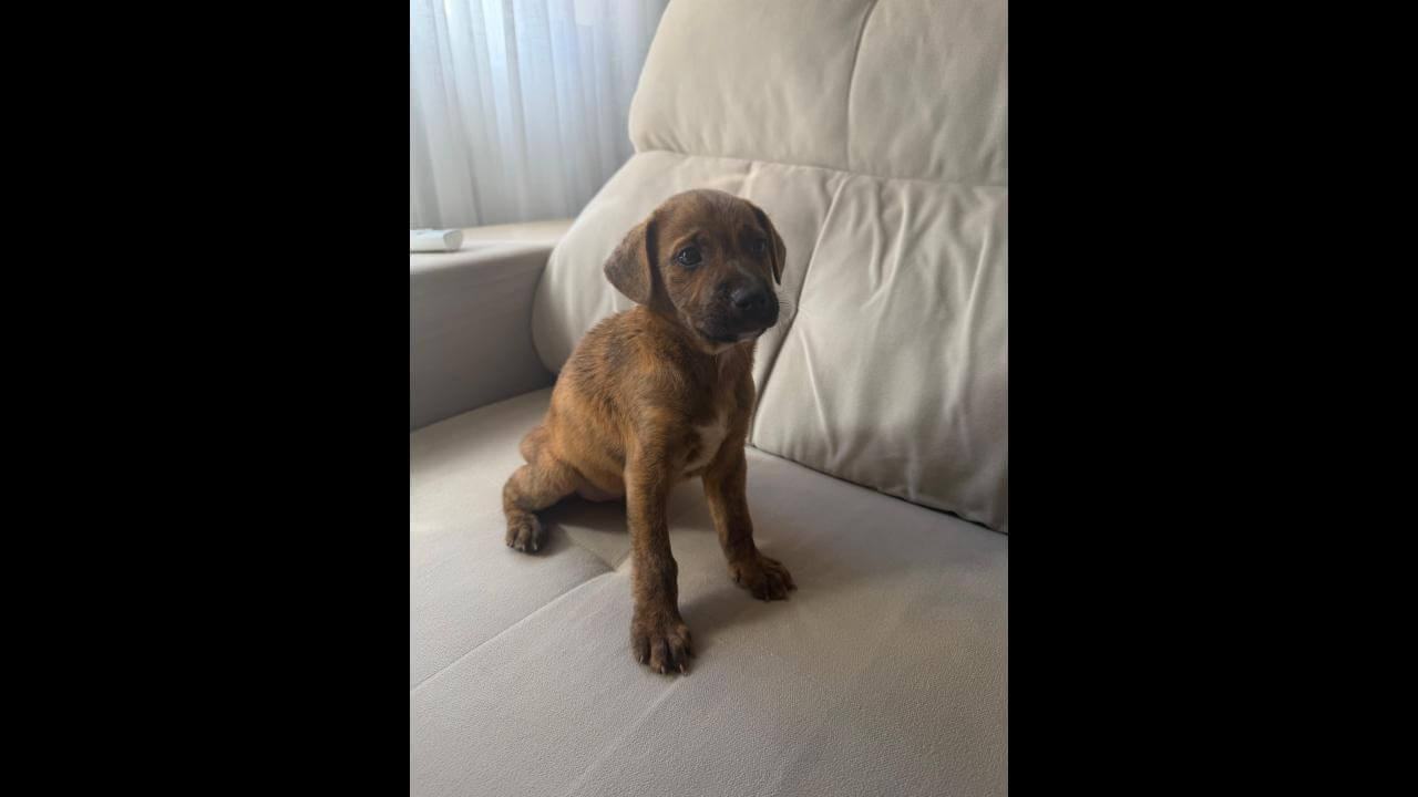 Cachorro é encontrado no bairro Região do Lago