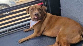 Imagem referente a Cachorra Malévola desapareceu no bairro Santos Dumont