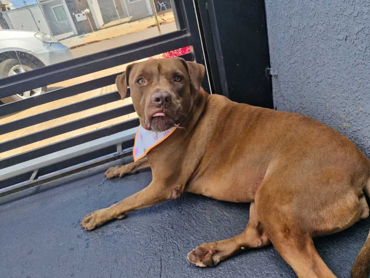 Cachorra Malévola desapareceu no bairro Santos Dumont