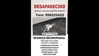 Imagem referente a Gato Polaquinho desapareceu no bairro Santo Onofre