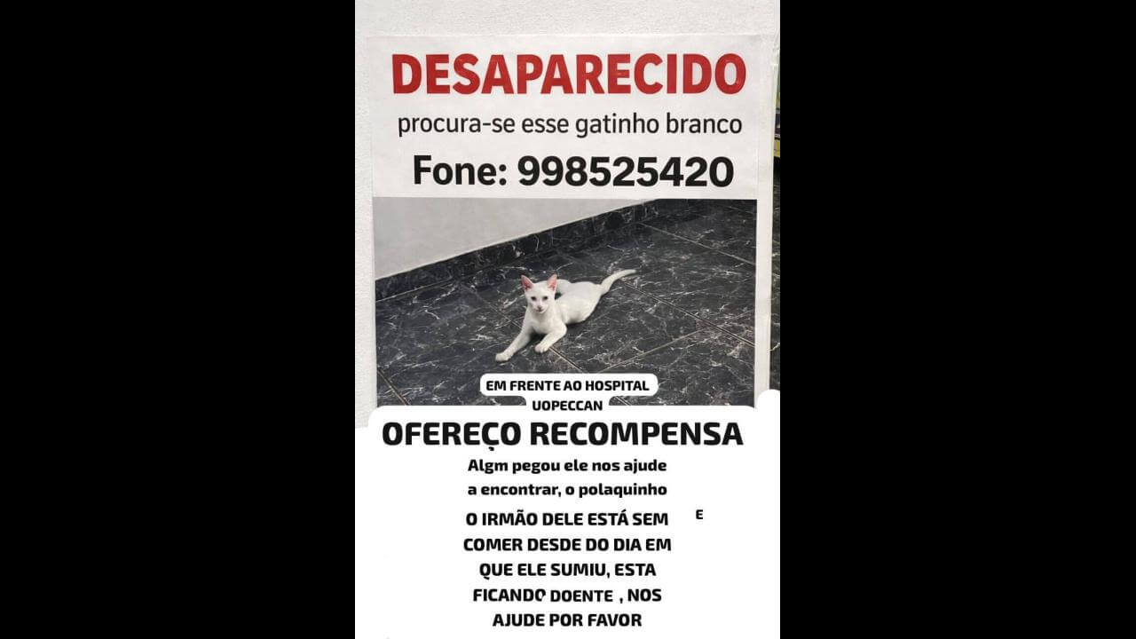 Gato Polaquinho desapareceu no bairro Santo Onofre
