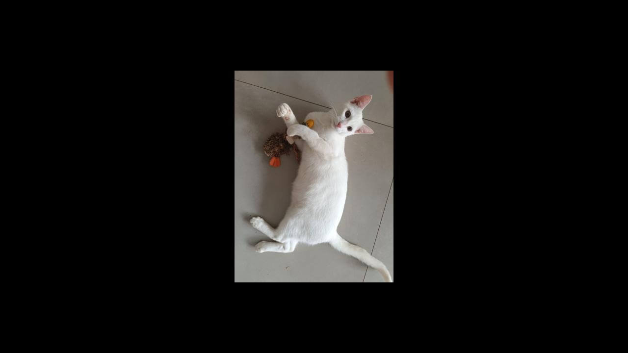Gato Guto desapareceu no bairro Brasmadeira
