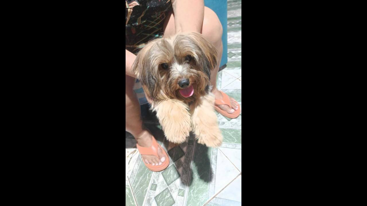 Cachorro é encontrado no bairro Claudete