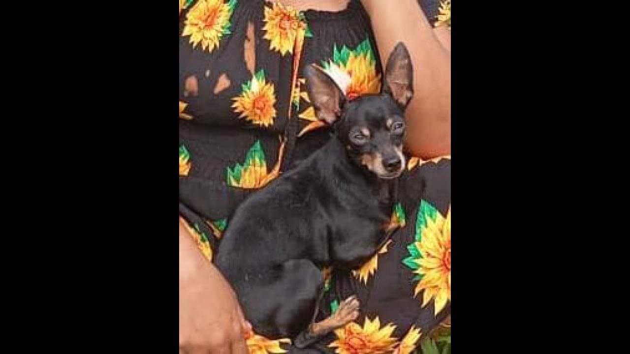 Cachorro Buiu desapareceu no bairro Neva