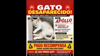 Gato Apóllo desapareceu no bairro Brasília Imagem referente a Gato Apóllo desapareceu no bairro Brasília