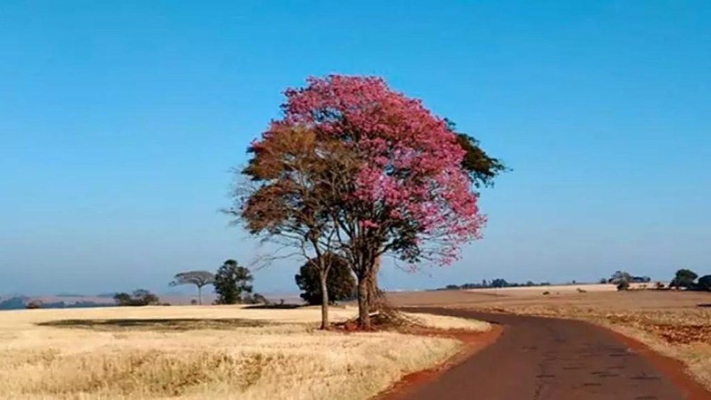 Fogo em residência mobiliza Defesa Civil e Polícia Militar no município de Jesuítas, no Oeste do Paraná