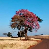 Ladrões furtam equipamentos de construção em área rural de Jesuítas Imagem referente a Ladrões furtam equipamentos de construção em área rural de Jesuítas