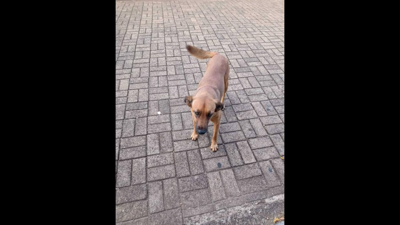Cachorra Caramela desapareceu no bairro Cancelli Cachorra Caramela desapareceu no bairro Cancelli