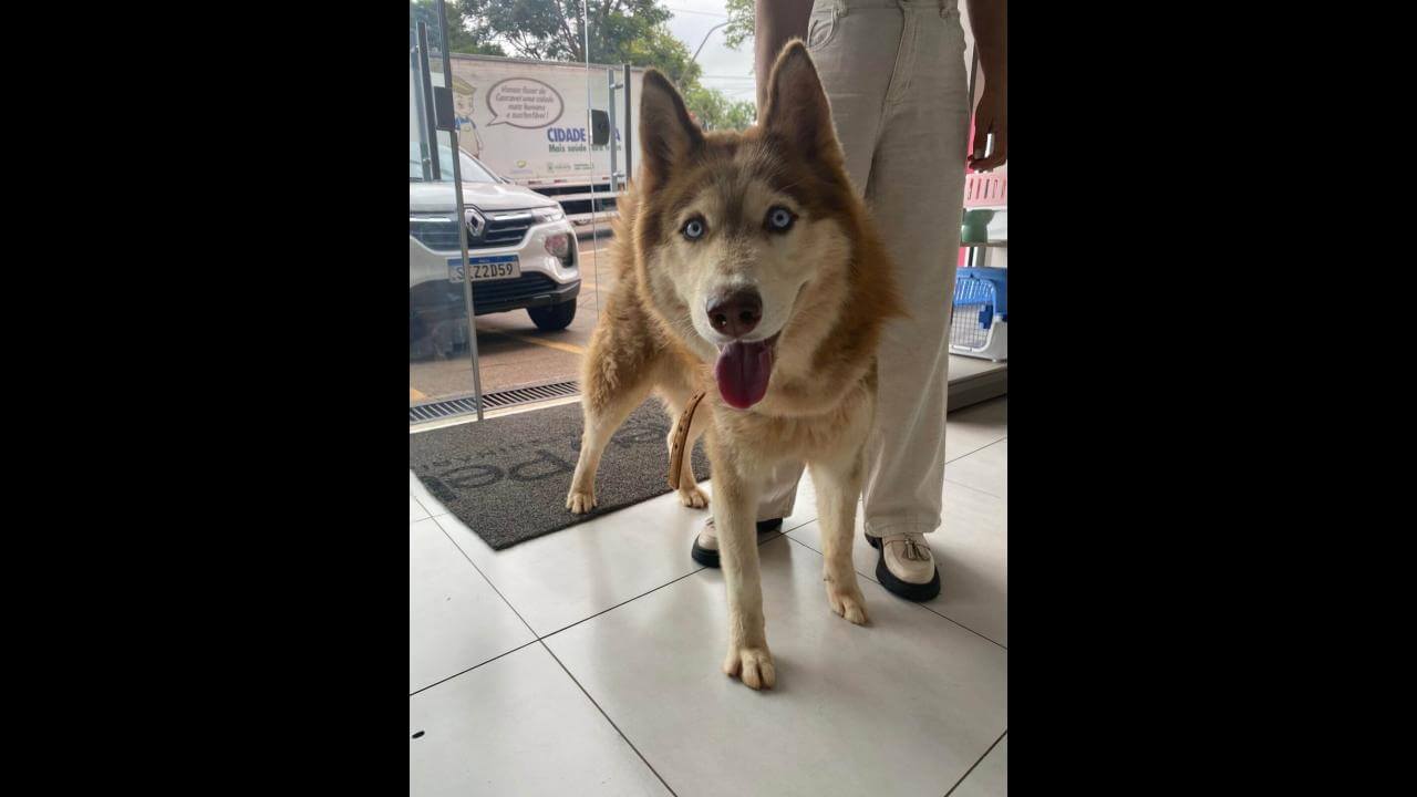 Cachorro é encontrado no bairro Cancelli Cachorro é encontrado no bairro Cancelli
