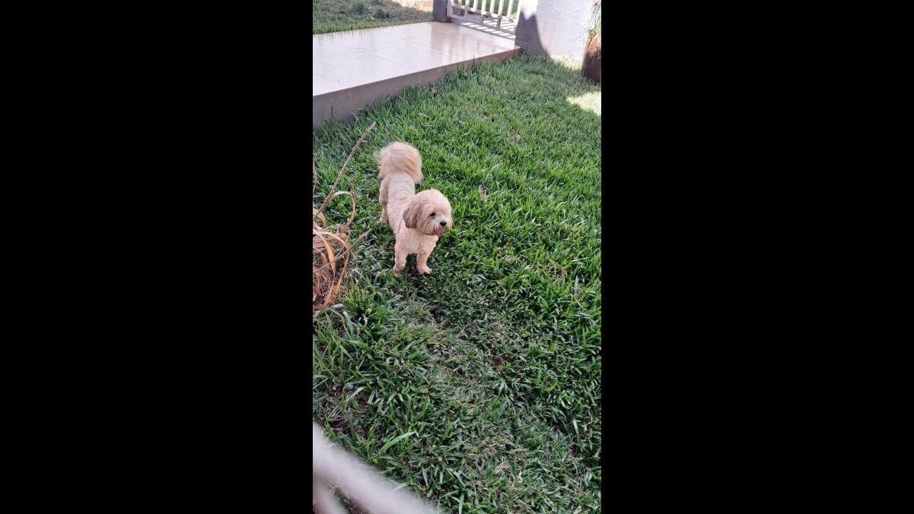 Cachorro é encontrado no bairro Country Cachorro é encontrado no bairro Country
