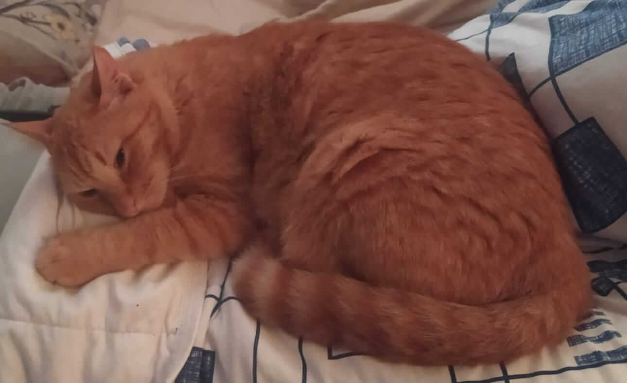 Gato Nando desapareceu no bairro Tarumã Gato Nando desapareceu no bairro Tarumã