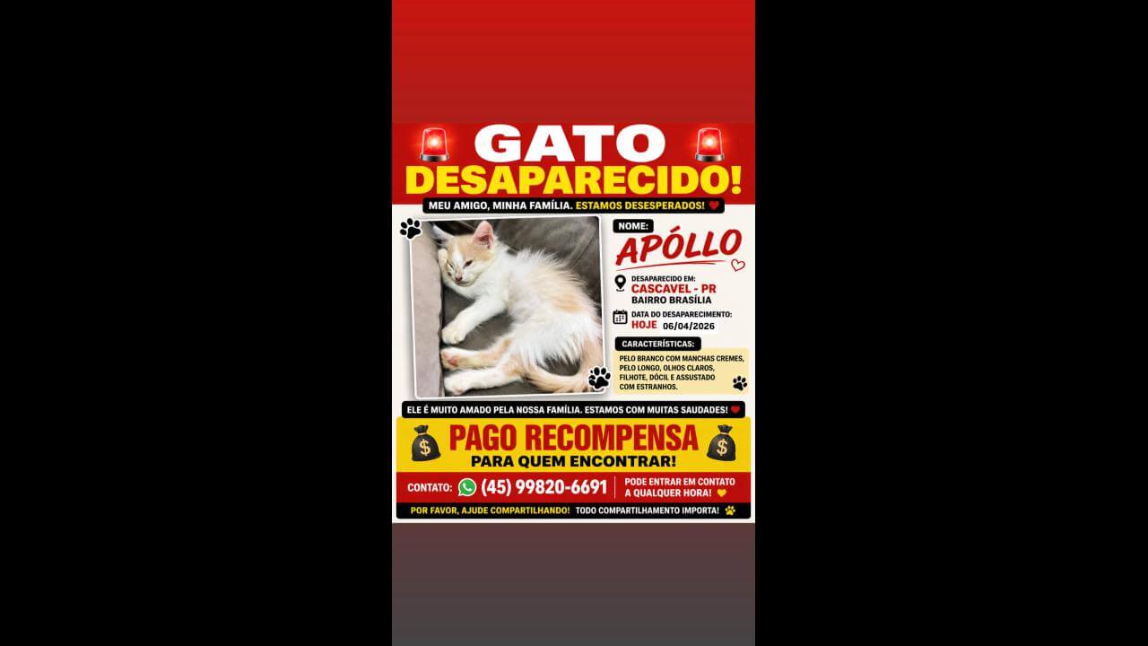 Gato Apóllo desapareceu no bairro Brasília Gato Apóllo desapareceu no bairro Brasília