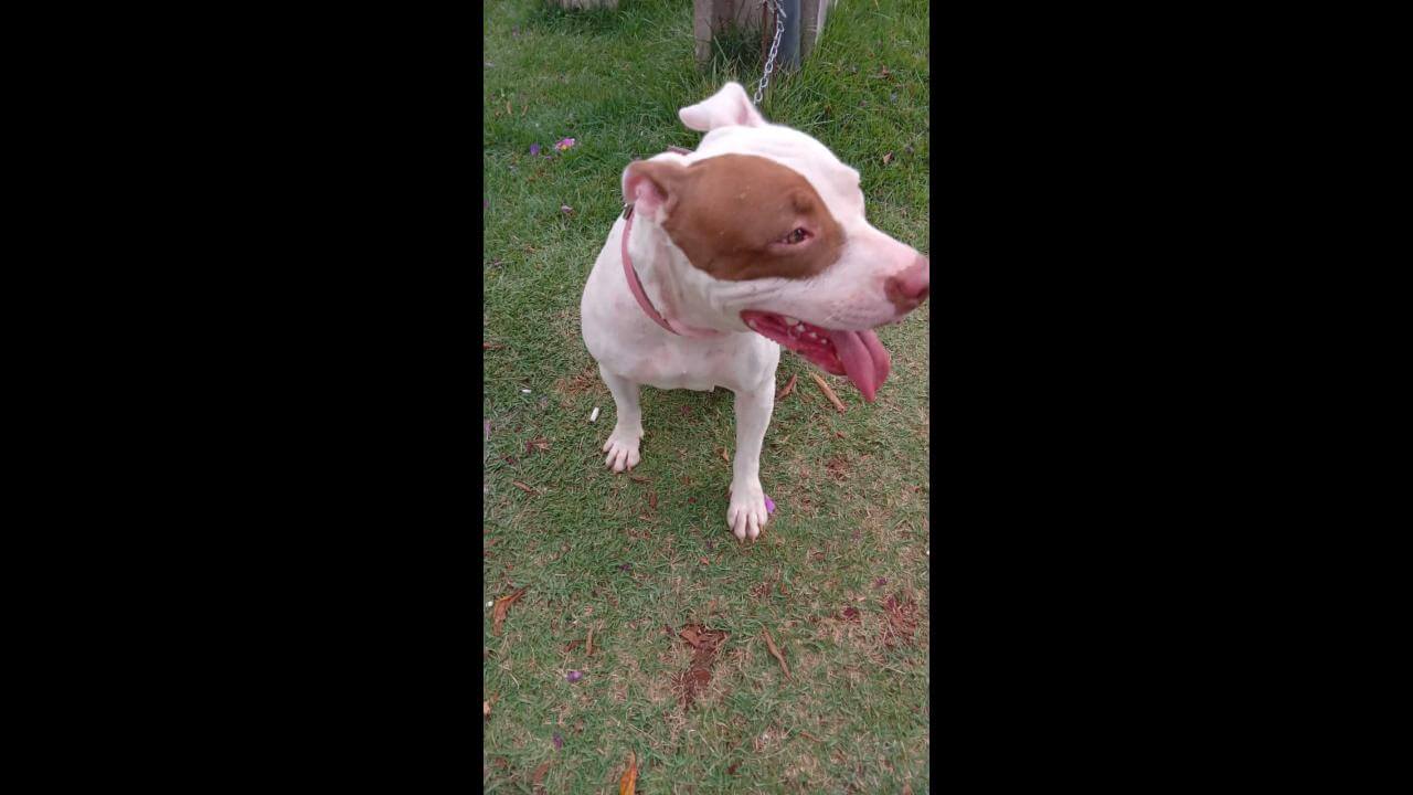 Cachorra é encontrada no bairro Floresta Cachorra é encontrada no bairro Floresta