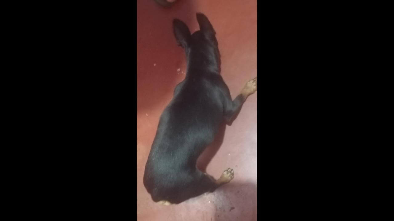 Cachorro é encontrado no bairro Neva Cachorro é encontrado no bairro Neva