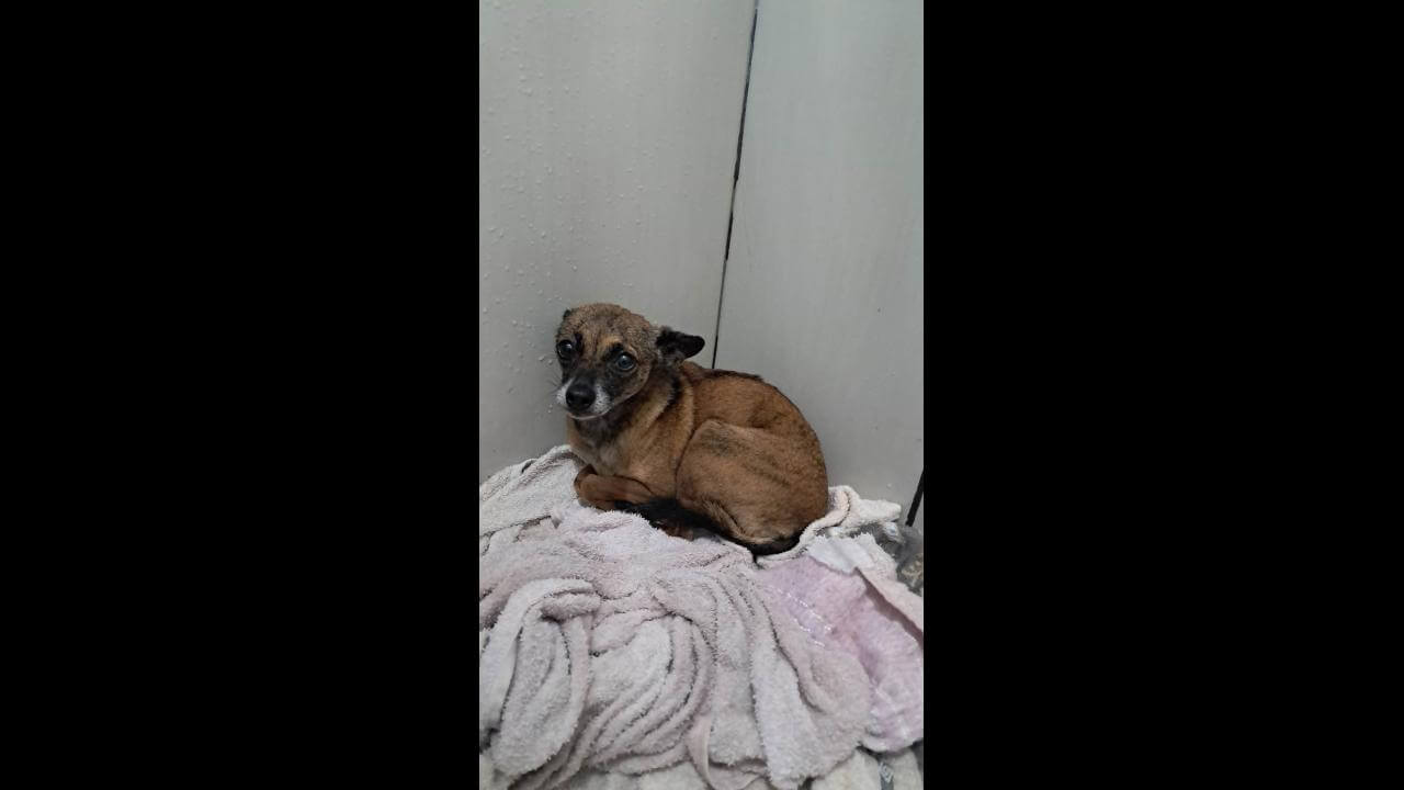 Cachorra é encontrada no bairro Coqueiral