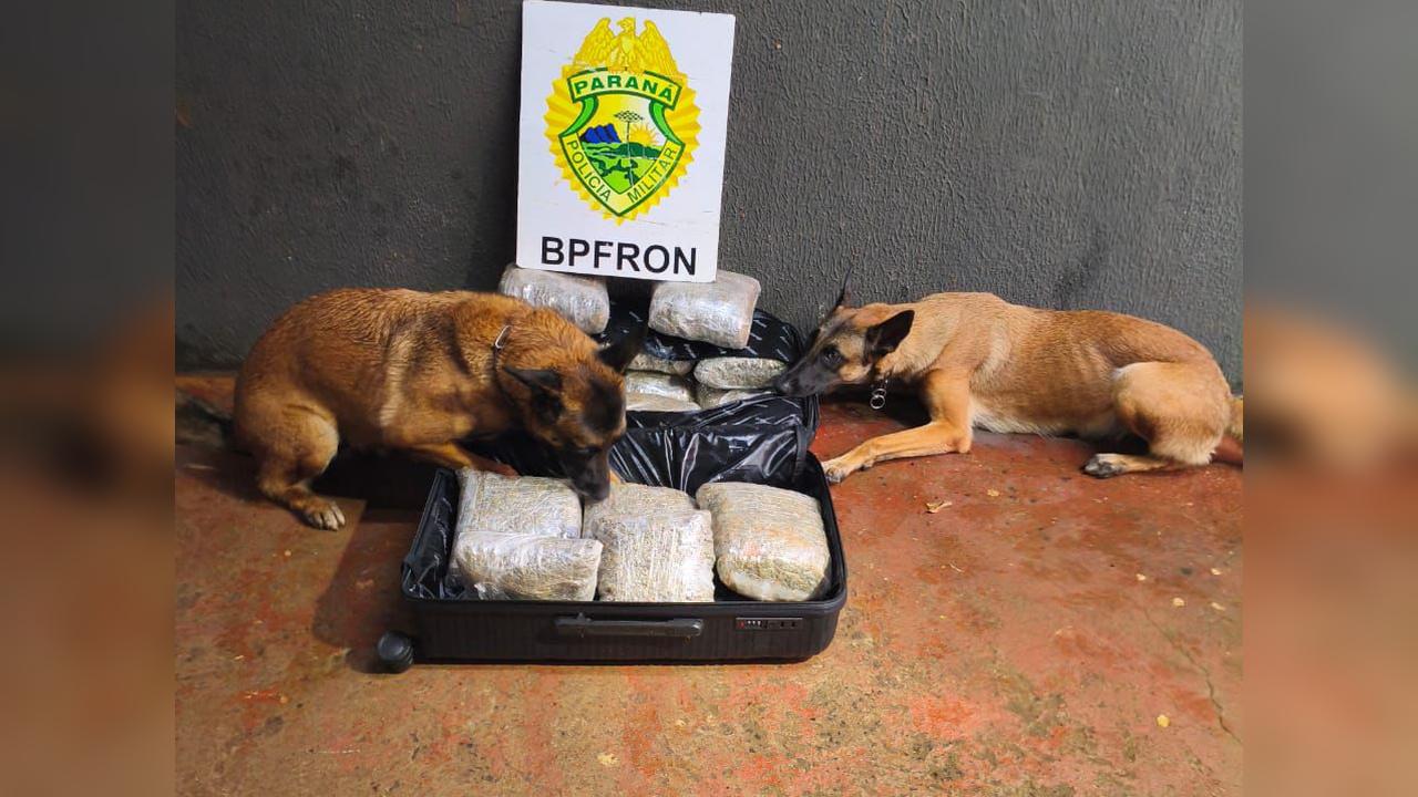 BPFRON apreende mais de 17 quilos de maconha com ajuda de cães farejadores em Foz do Iguaçu Imagem referente a BPFRON apreende mais de 17 quilos de maconha com ajuda de cães farejadores em Foz do Iguaçu