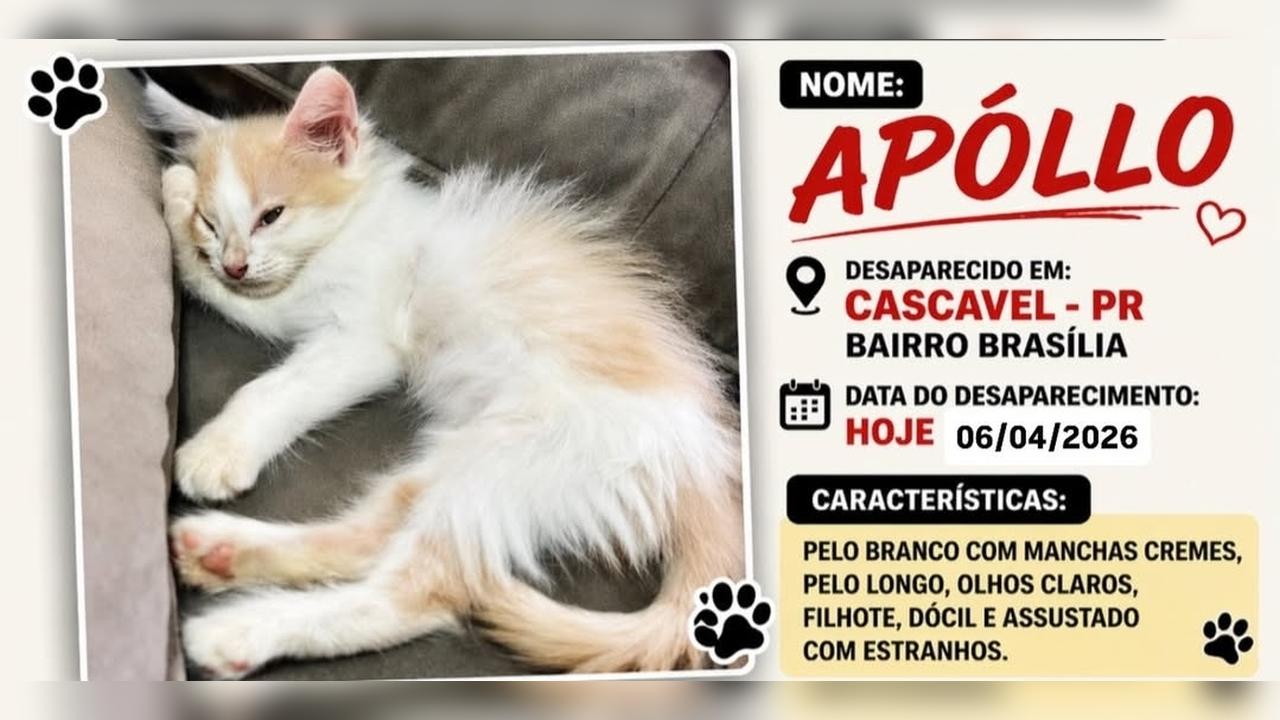 Gato desapareceu no bairro Floresta
