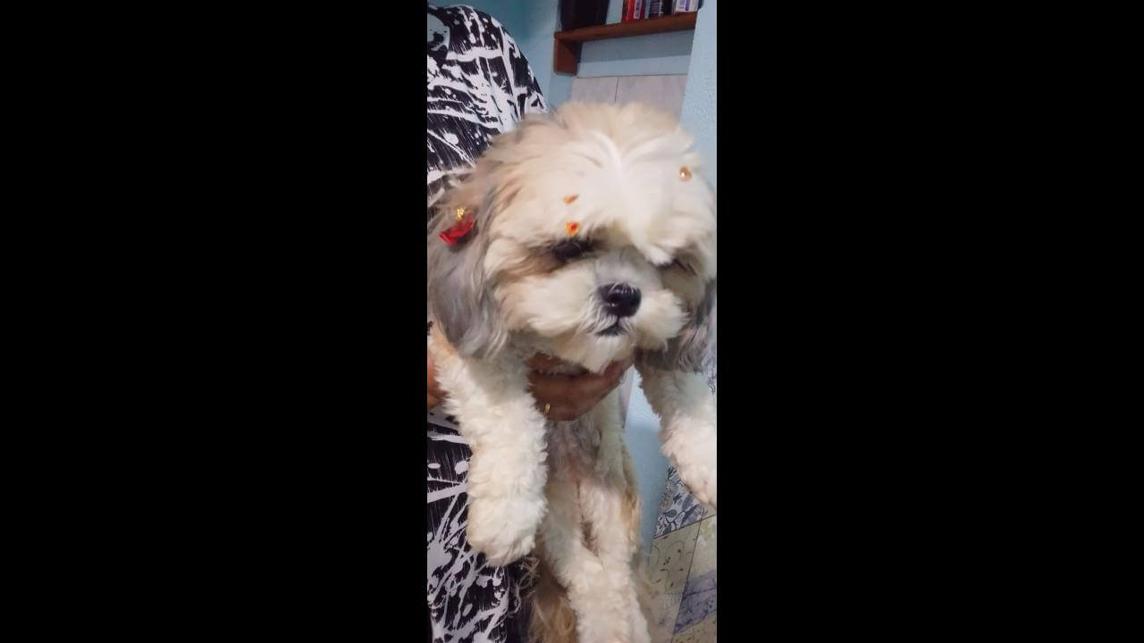 Cachorra é encontrada no bairro Santo Onofre