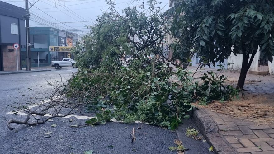 Galho de árvore cai durante a madrugada, bloqueia rua e deixa casas sem energia em Cascavel