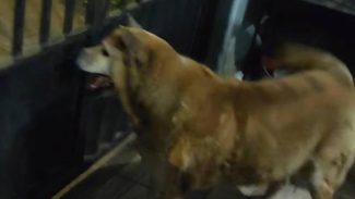 Imagem referente a Cachorra Fofa desapareceu no bairro Esmeralda
