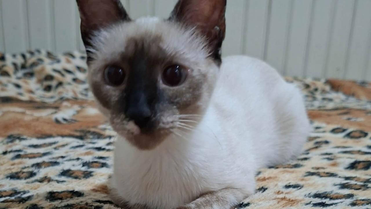 Gata LUNA desapareceu no bairro Santa Cruz