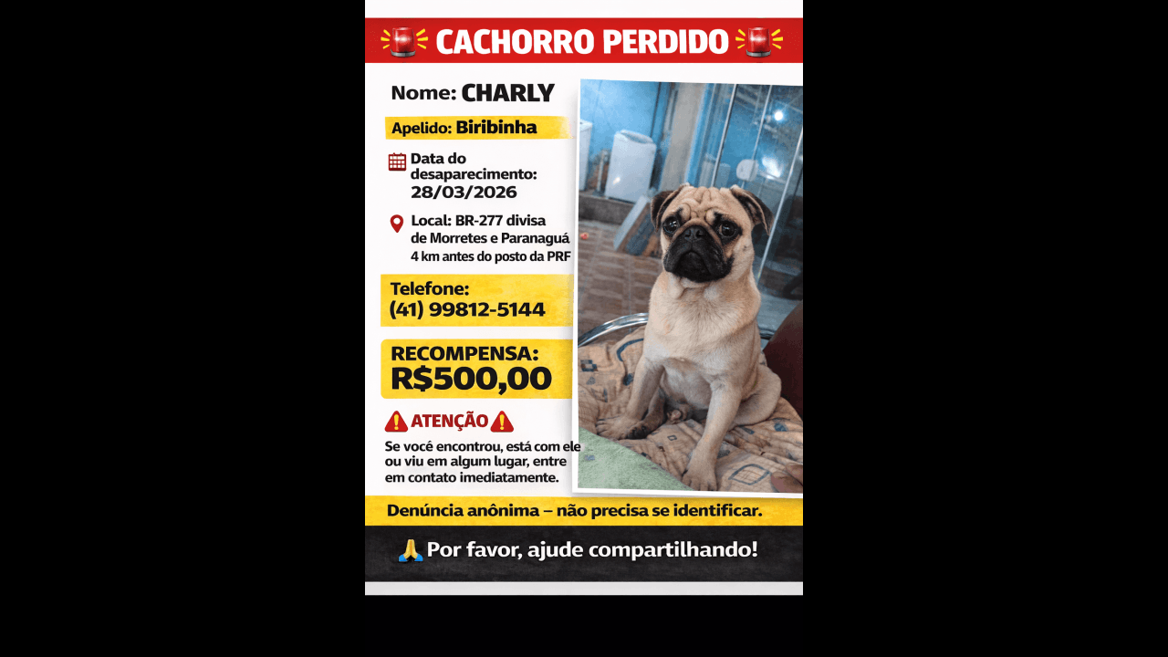Cachorro Charly desapareceu no bairro BR 277 Imagem referente a Cachorro Charly desapareceu no bairro BR 277