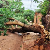 Imagem referente a Árvore racha e interdita totalmente a Rua Maxakalis
