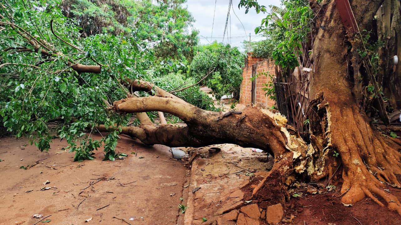 Imagem referente a Árvore racha e interdita totalmente a Rua Maxakalis