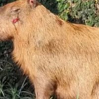 Imagem referente a MPRJ denuncia agressores de capivara na Ilha do Governador no Rio