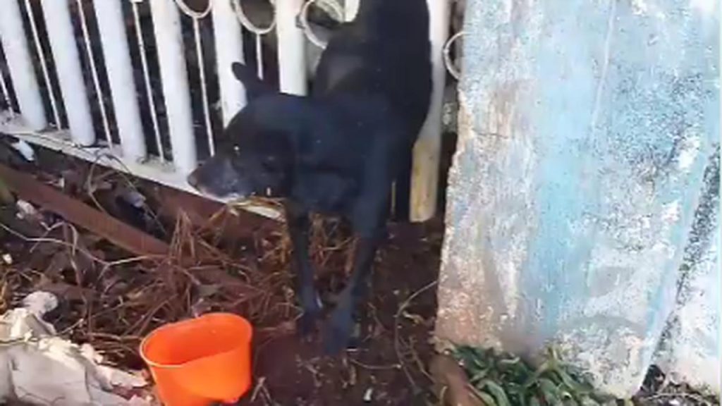 Cachorro fica preso entre as grades de um portão no Cancelli
