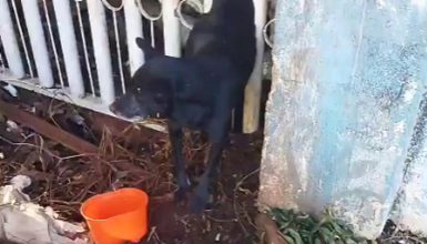 Imagem referente a Cachorro fica preso entre as grades de um portão no Cancelli