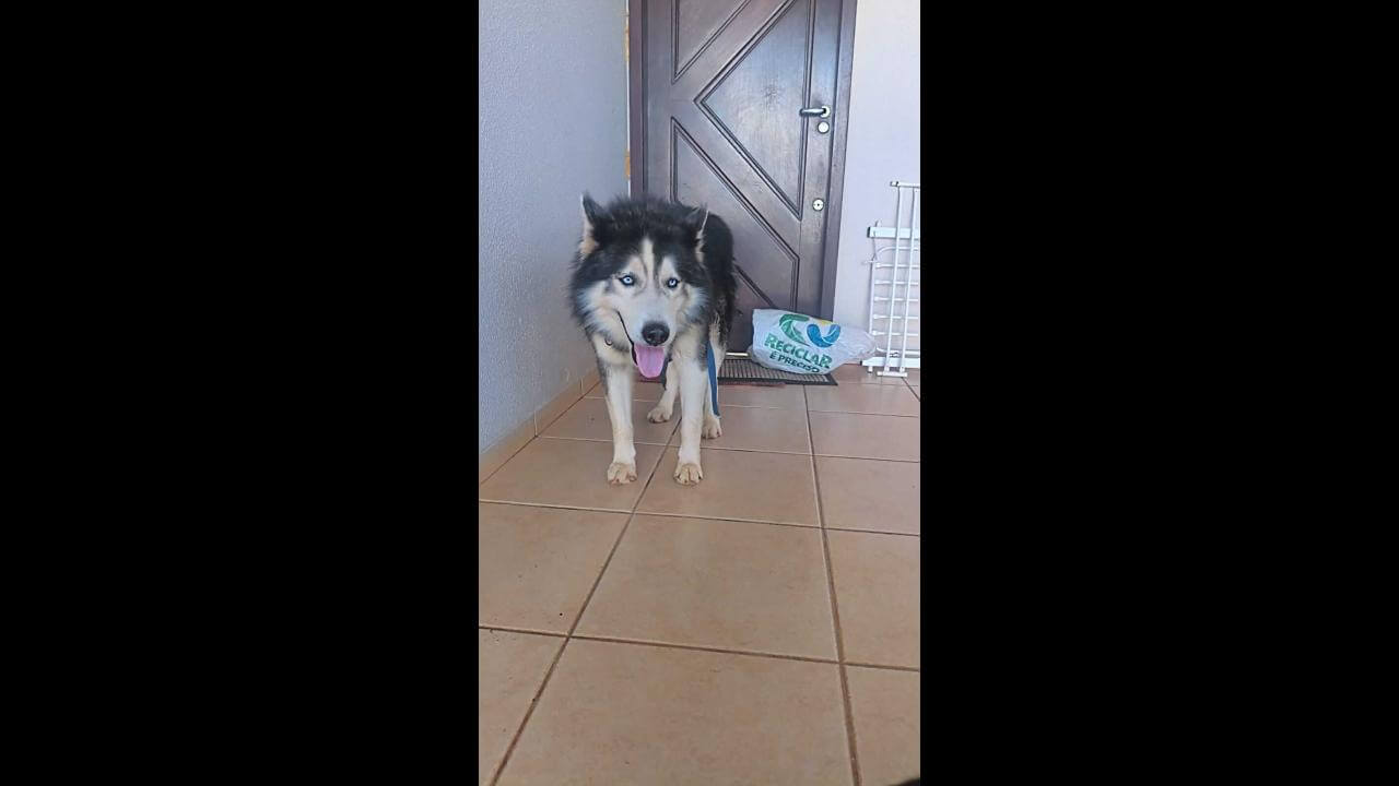 Cachorro é encontrado no bairro Recanto Tropical Imagem referente a Cachorro é encontrado no bairro Recanto Tropical