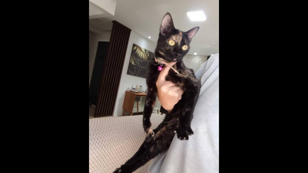 Gata é encontrada no bairro Coqueiral Imagem referente a Gata é encontrada no bairro Coqueiral